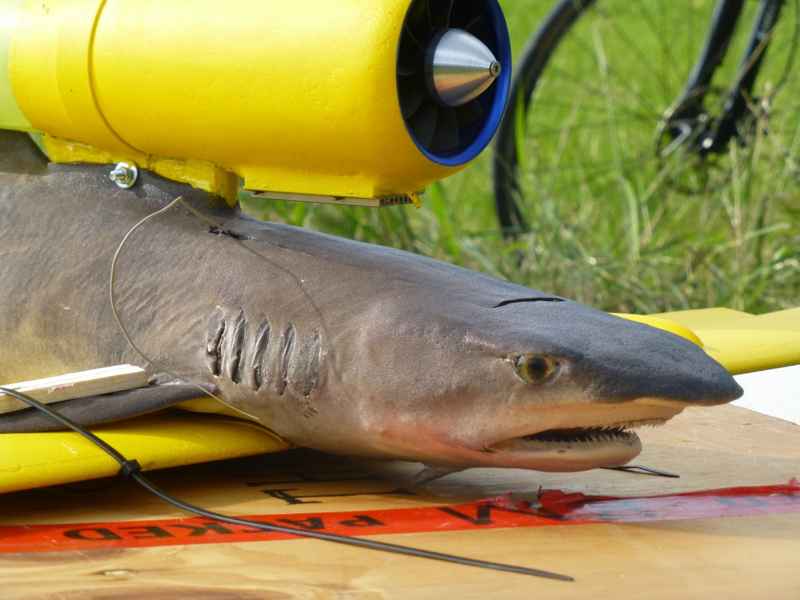 tiburón drone